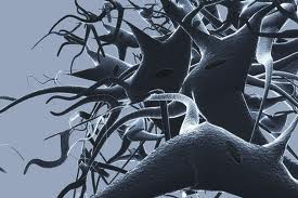 Εγκεφαλικοί νευρώνες